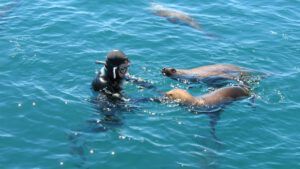 Buceo con lobos marinos.
